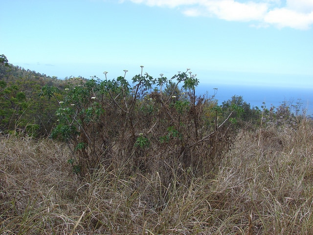 Manioc bâtard