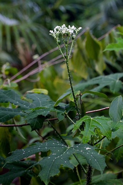 Manioc bâtard