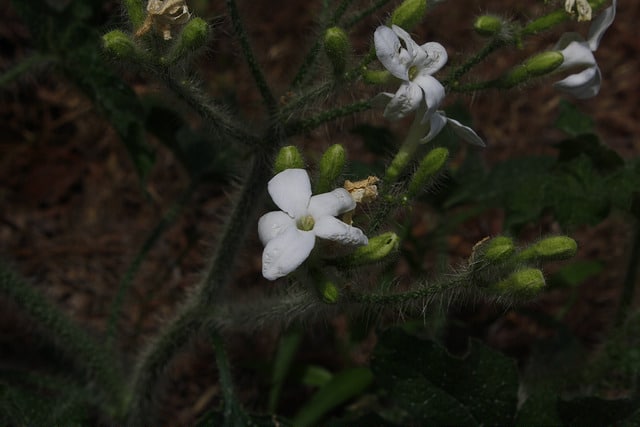 Cnidoscolus texanus