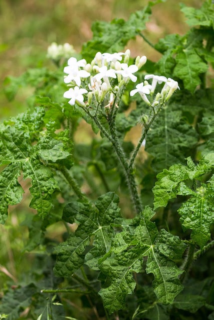 Cnidoscolus texanus