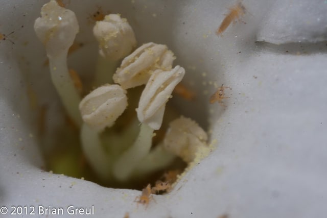 Cnidoscolus texanus
