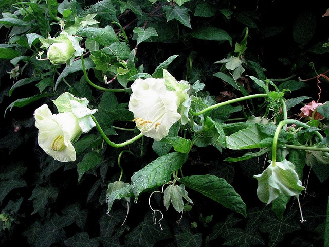 Cobée grimpant (Cobaea scandens)