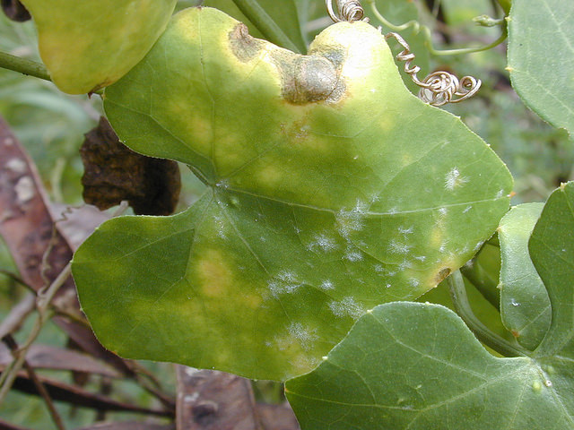 Coccinia grandis