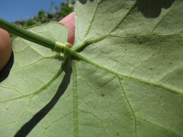Coccinia grandis