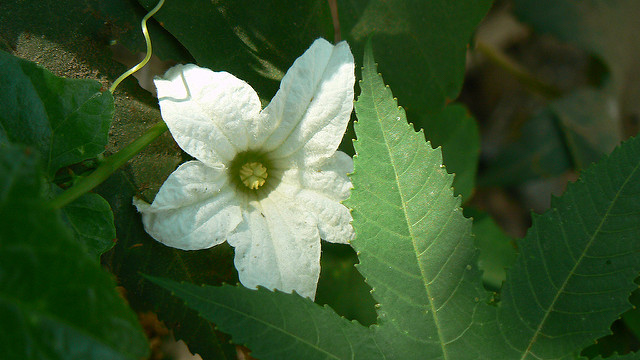 Coccinia grandis