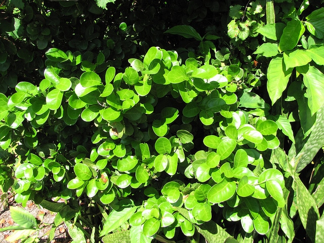 Raisinier à feuilles de laurier (Coccoloba diversifolia)