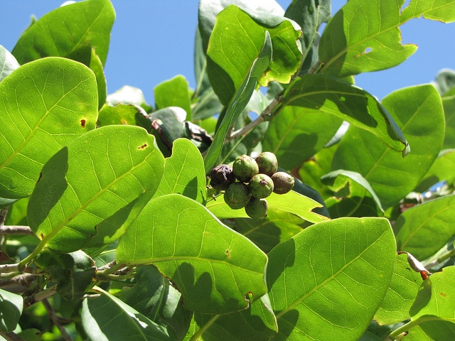 Raisinier à feuilles de laurier
