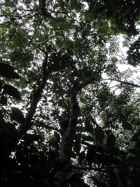 Coccoloba pubescens