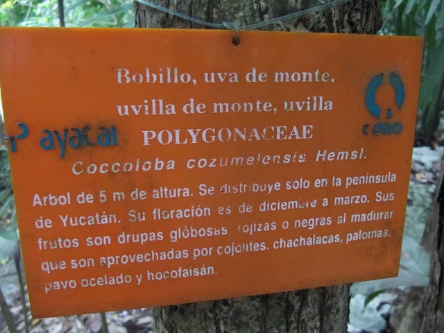 Coccoloba pubescens (Coccoloba pubescens)