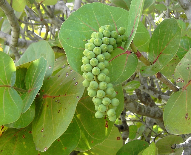 Raisinier bord de mer (Coccoloba uvifera)