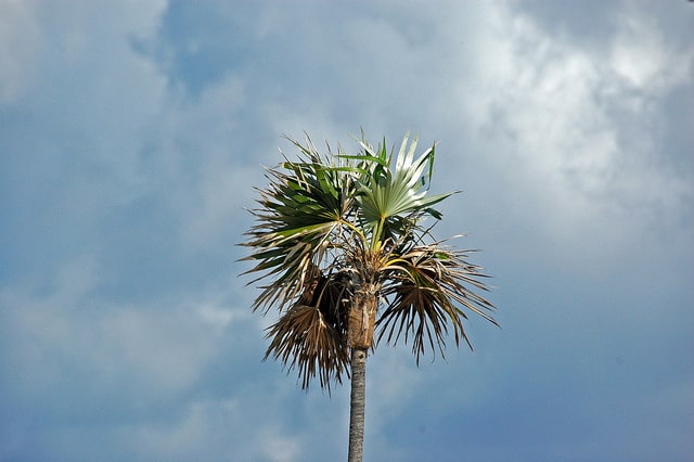 Coccothrinax argentata