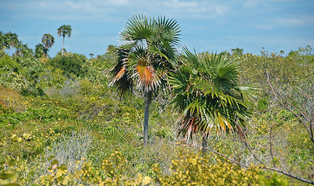 Coccothrinax argentata