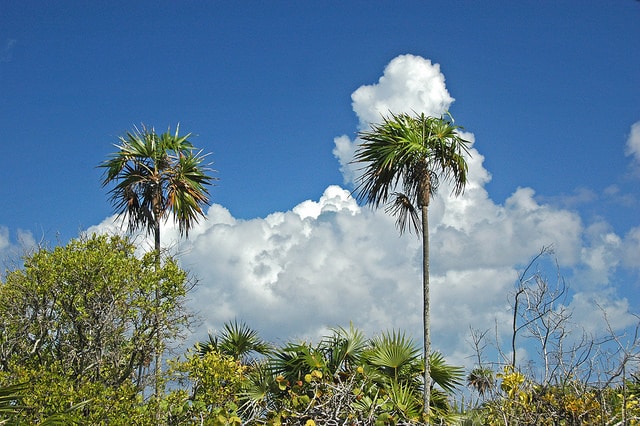Coccothrinax argentata