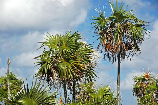 Coccothrinax argentata