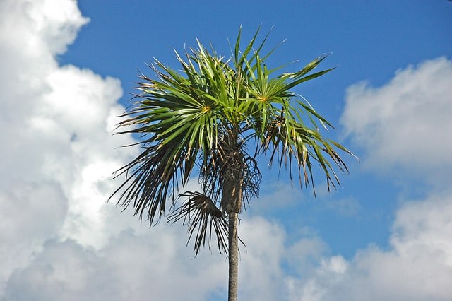 Coccothrinax argentata