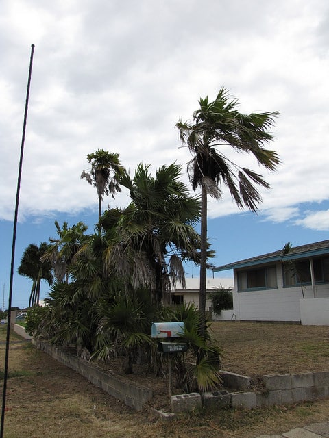 Coccothrinax barbadensis