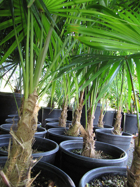Coccothrinax barbadensis