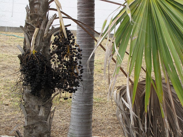 Coccothrinax barbadensis