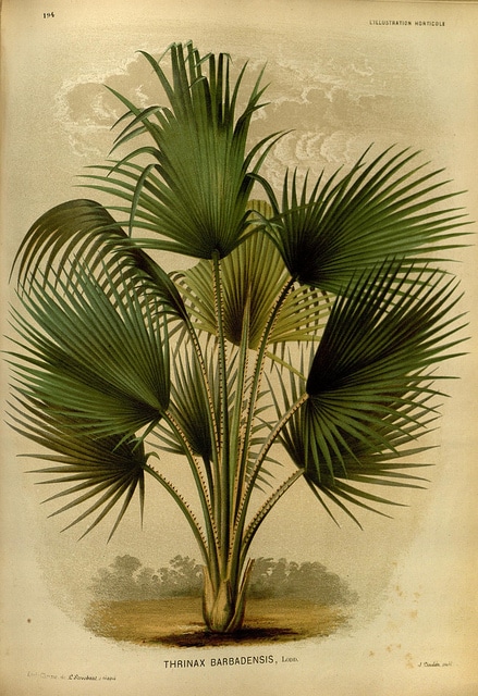Coccothrinax barbadensis