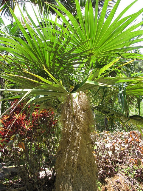 Coccothrinax crinita