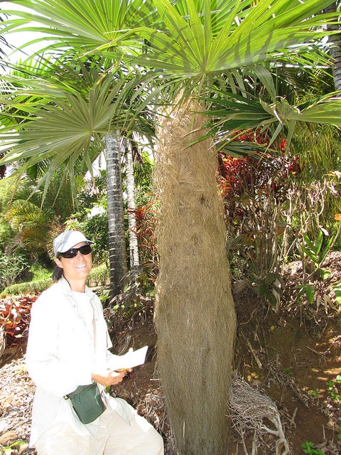 Coccothrinax crinita