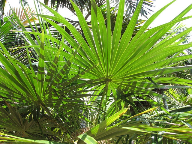 Coccothrinax crinita