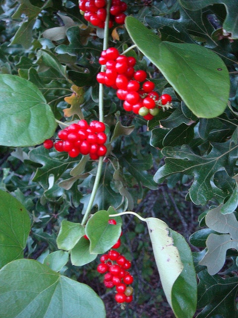 Cocculus carolinus