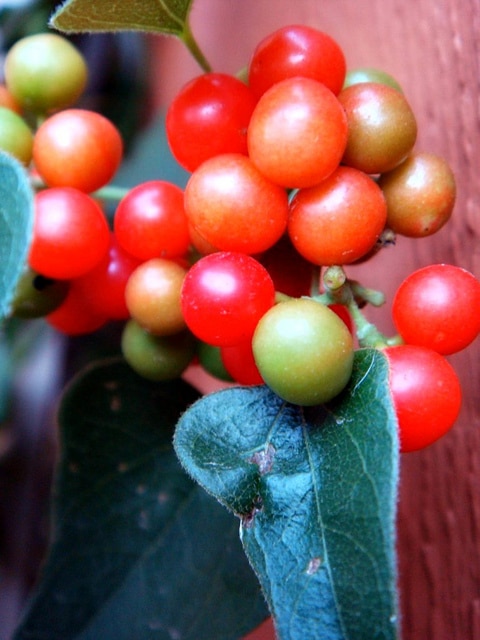 Cocculus carolinus