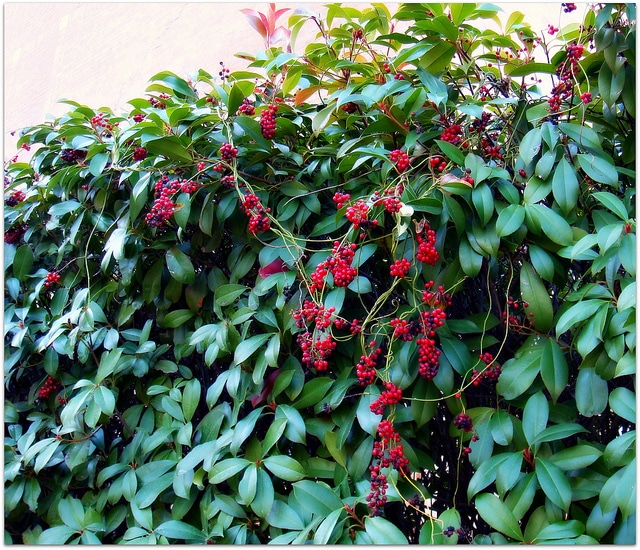 Cocculus carolinus