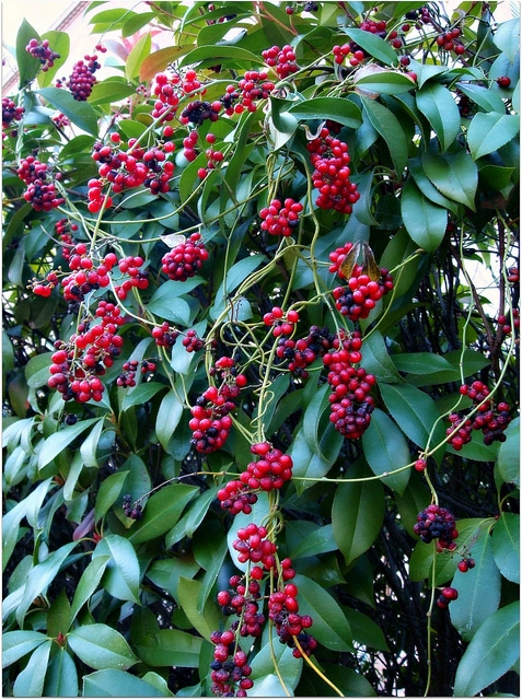 Cocculus carolinus