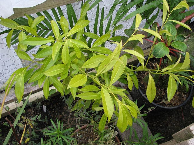 Perle de corail (Cocculus laurifolius)