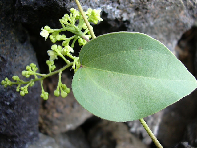 Cocculus orbiculatus