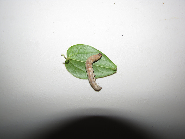 Cocculus orbiculatus