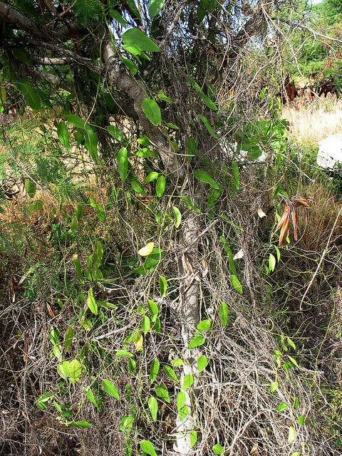 Cocculus orbiculatus