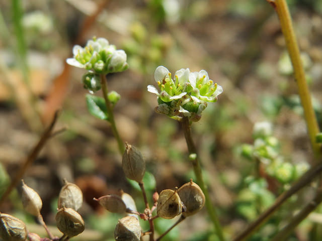Cochléaire du danemark (Cochlearia danica)