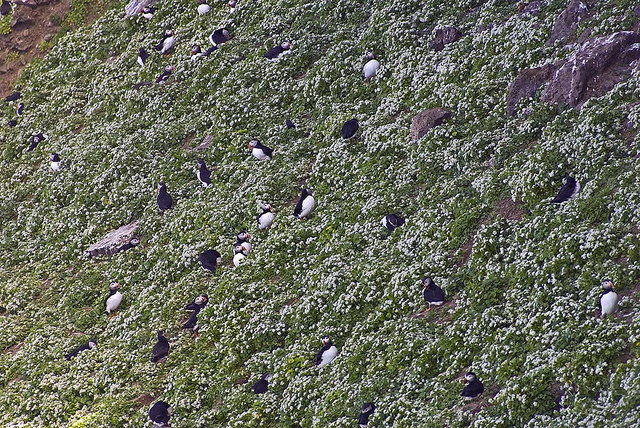 Cochléaire officinale