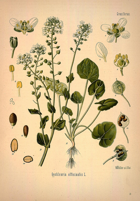 Cochléaire officinale
