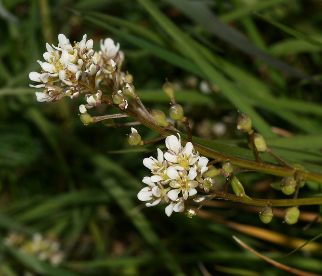 Cochléaire officinale