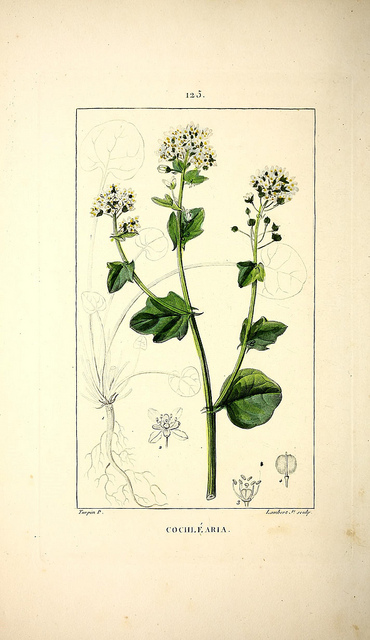 Cochléaire officinale