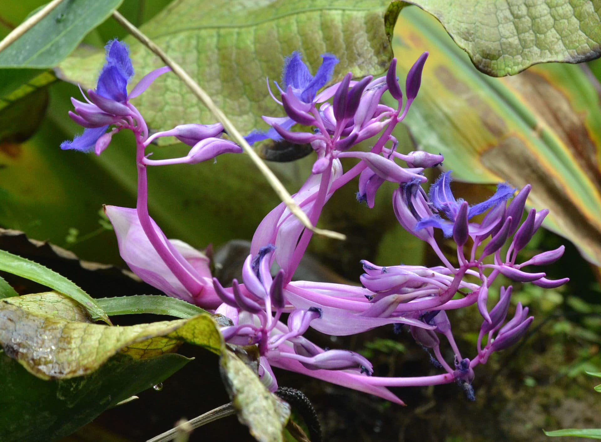 Cochliostema odoratissimum