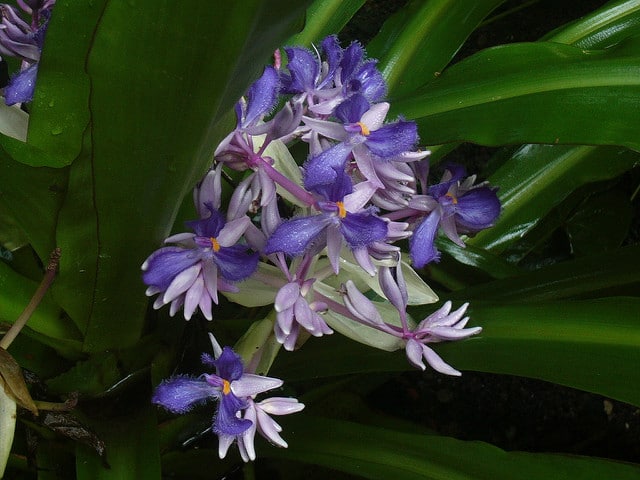 Cochliostema odoratissimum