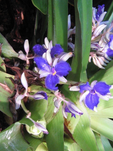 Cochliostema odoratissimum