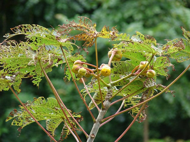 Cochlospermum vitifolium