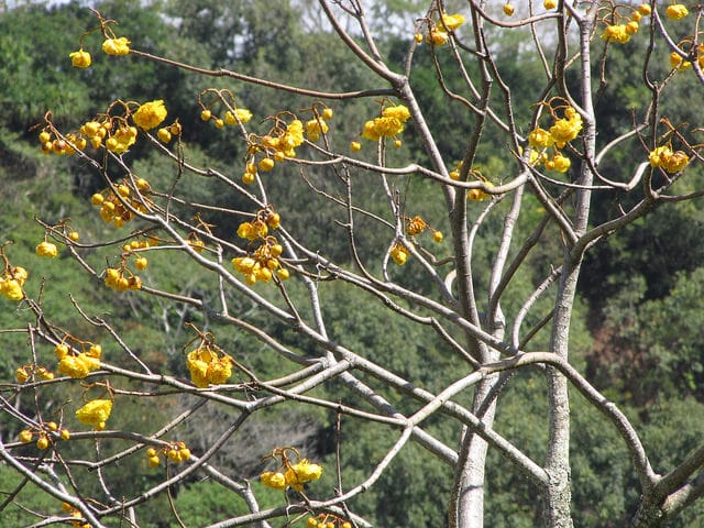 Cochlospermum vitifolium