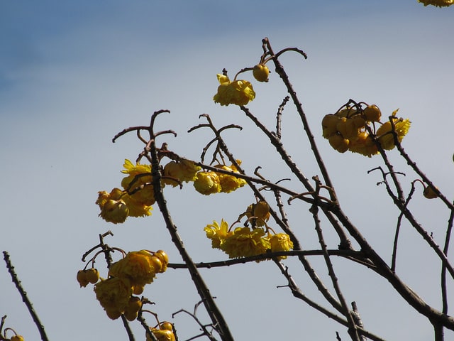 Cochlospermum vitifolium
