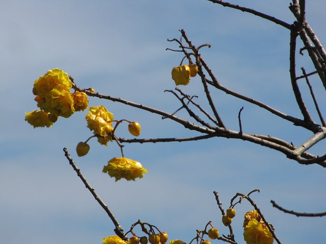 Cochlospermum vitifolium