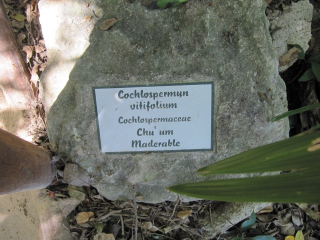 Cochlospermum vitifolium (Cochlospermum vitifolium)
