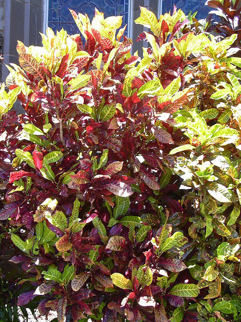 Croton