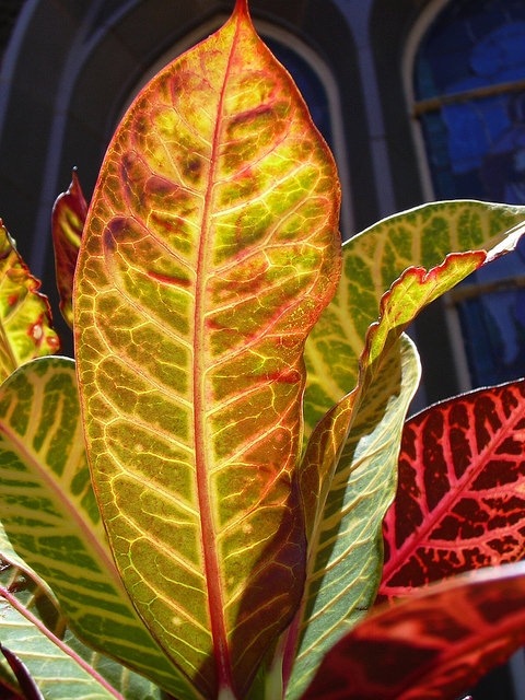 Croton