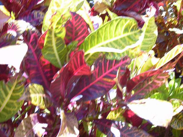 Croton